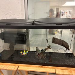 Fish/ Turtle Tank 