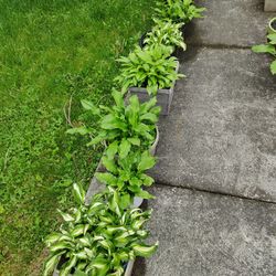 assorted Hostas