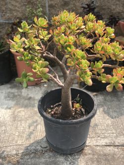 Very beautiful Jade plants In 5 Gallons Pot