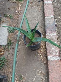 Aloe Vera Plant in Pot