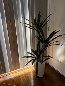 Plant