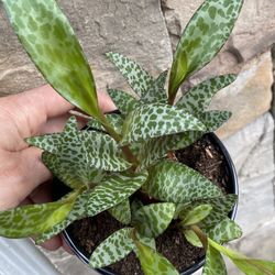 Scilla Violacea Silver Squill Plant 