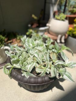Variegated Tradescantia