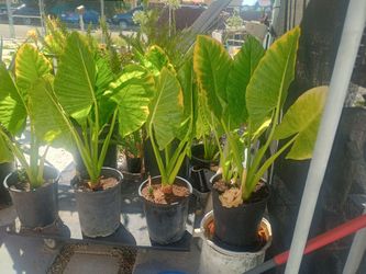 Elephant ear plants