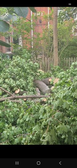 Free Oak and Maple fire wood