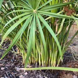 Papyrus umbrella plant