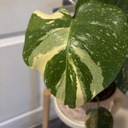 Variegated Monstera 