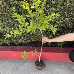 Red Ruby pomegranate fruit tree plant