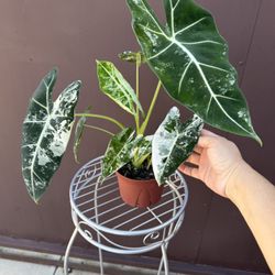 Variegated Alocasia Frydek W/ Babies In 6” Pot 