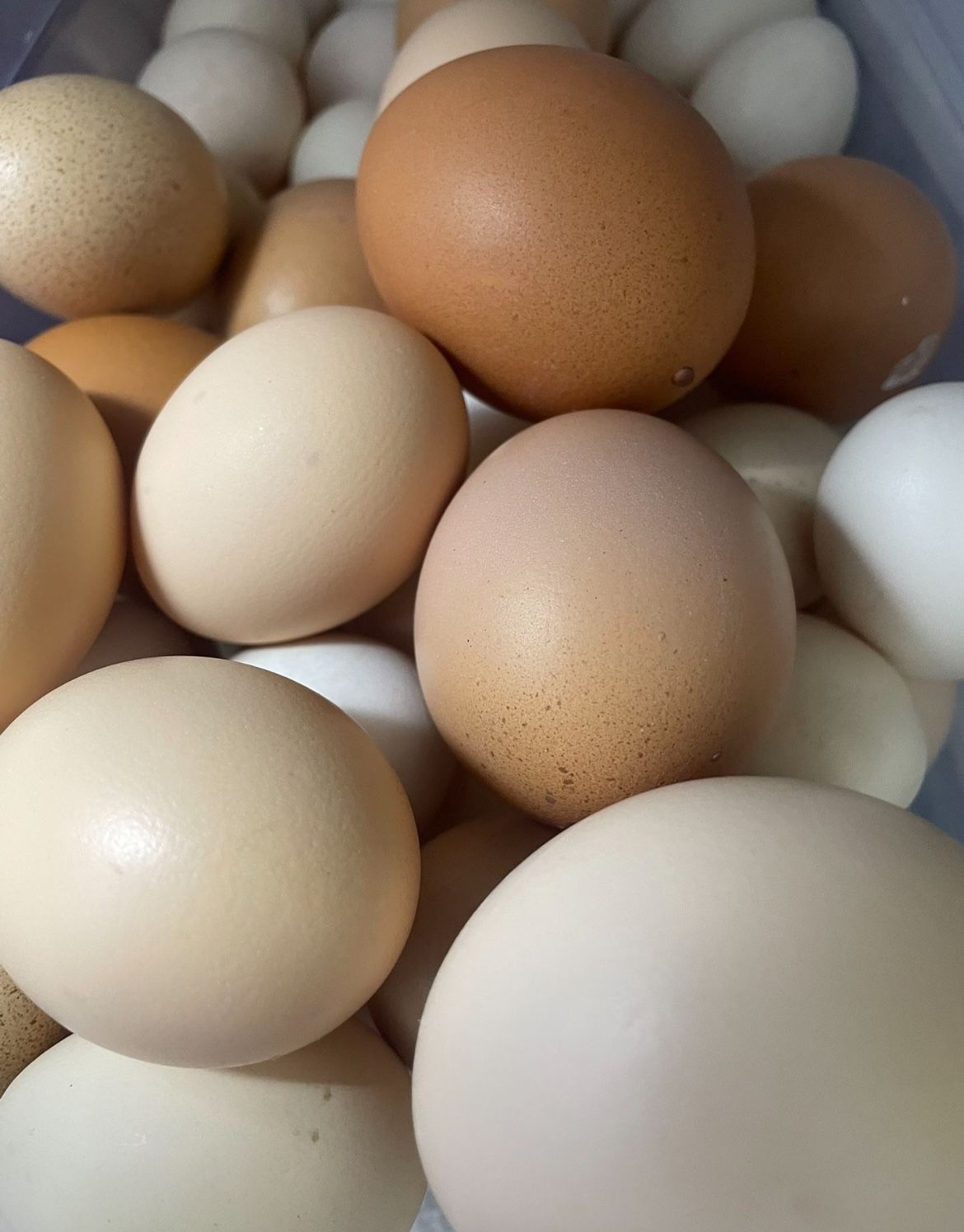 Fresh Eggs