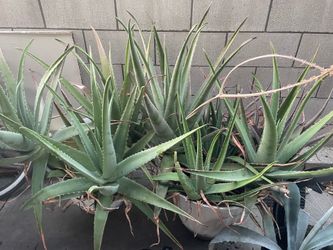 Giant aloe vera plants
