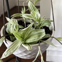 Live Houseplant Pistachios White Tradescantia in 7.5” Ceramic Hanging Pot