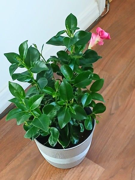 Live Beautiful Dipladeia Bush Pink FLOWERING Outdoor Indoor HousePlants With Nursery Pots And 6 Inch Plastic Pot $16