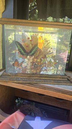 Vintage Butterfly Taxidermy Glass Oak Wood Box
