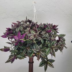 Plant In The Hanging Pot