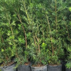 Spectacular Podocarpus Plants For Inmediate Privacy!!! 6 Feet Tall! Fertilized 