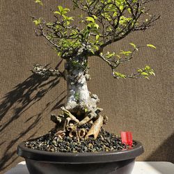 Old Water Jasmine Bonsai Tree