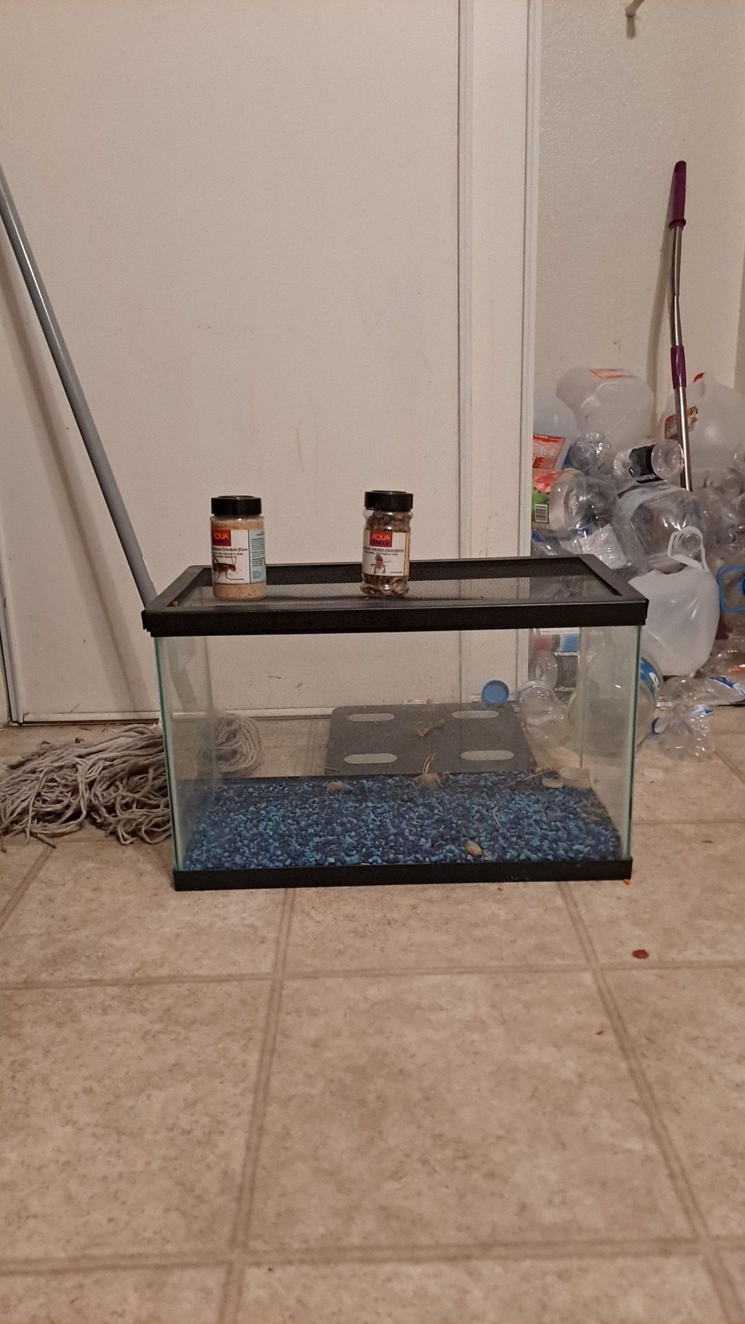 Lizard tank