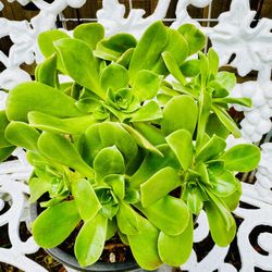Cluster Of Green Aeonium Succulent Plants 