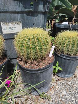 Barrel Cactus $55