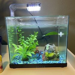 Beta/fish Tank 