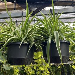 Spider Plants in 10” baskets. SPECIAL PRICE 🤩