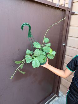 6” hoya Kerri super splash