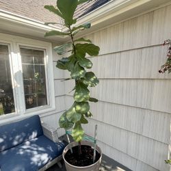 8’ Fiddle Leaf Plant 