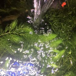 Horworth And Guppy Grass