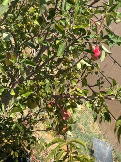 Apple tree