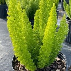 foxtail firn , pothos  all available 