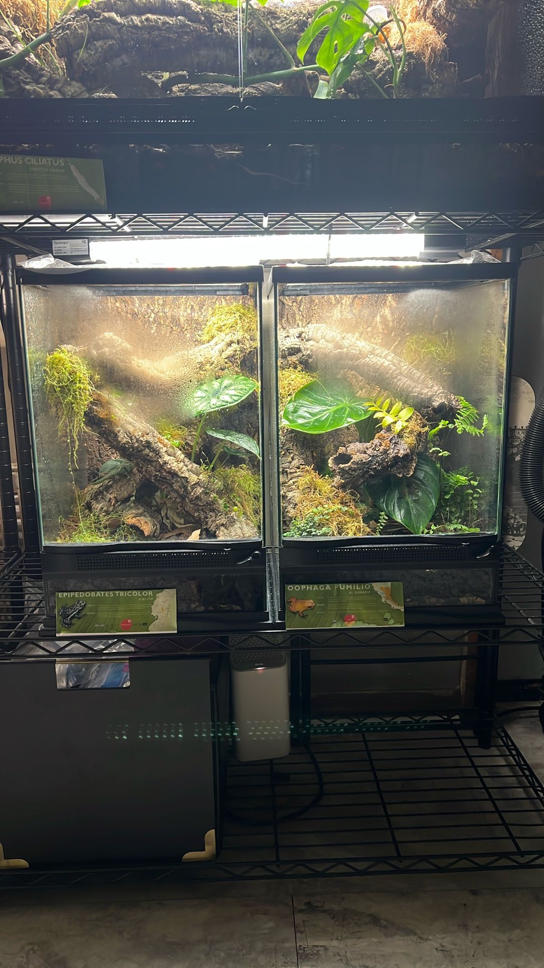 We Make Terrariums For You