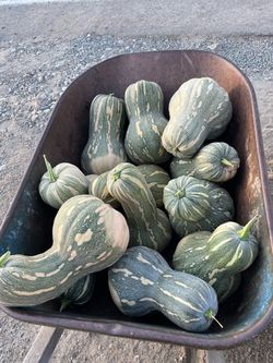 Pase,pase , pase , lleve , lleve , llevé llegó la temporada de calabazas Precio según el tamaño