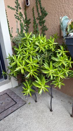 Green or gold Sedum