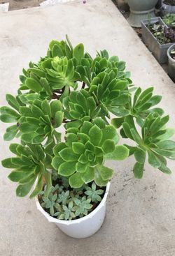 Aeoniums with succulents