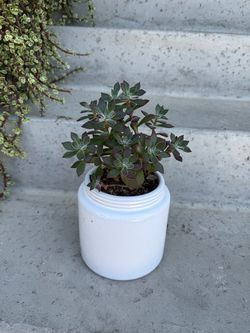 Devotion Echeveria In ceramic pot