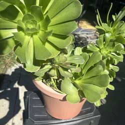 Aeonium Succulent Fully Rooted 