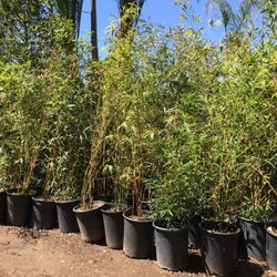 5 GALLON SIZE - BAMBOO PLANTS - APPROXIMATELY 4-6 FEET TALL - CHOOSE FROM MULTIPLE VARIETIES 