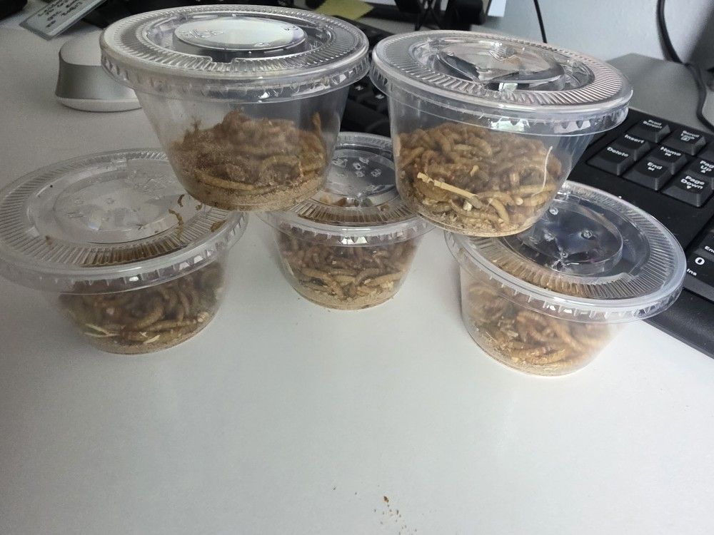Mealworms