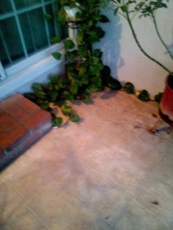 Plant