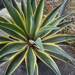 Variegated Agave - 7 Gallons