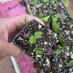 Sensitive Plant / Mimosa Pudica