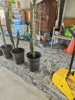 Hermosas Plantas Espada De San Jorge