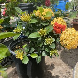 Hoa Trang, lXORA Flowers Tree