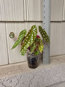 Begonia Maculata Wightii/Begonia Red Hots Plant mix