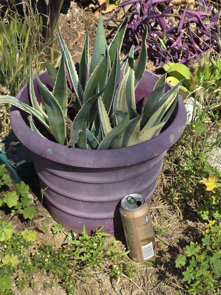 Agaves