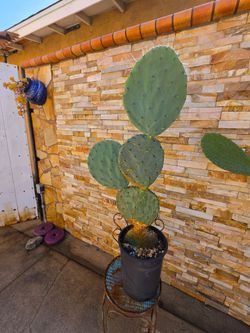 Hermosa planta de nopal