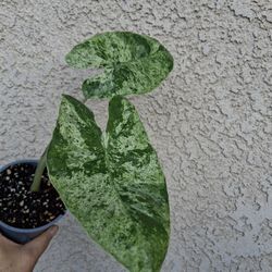 Alocasia Odora BATIK Plant $25