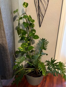 2 large plants