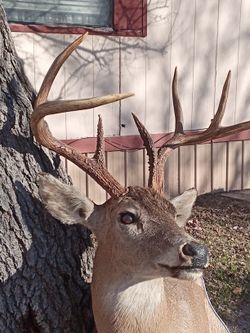 10-point Buck 220 Lb